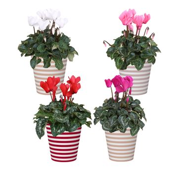 Cyclamen persicum SUPER SERIE S ALLURE MIX