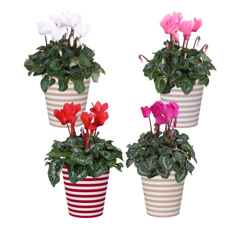 Cyclamen persicum SUPER SERIE S ALLURE MIX