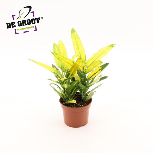 Codiaeum variegatum 'Sunny Star'