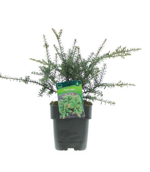 Podocarpus 'Chocolate Box'