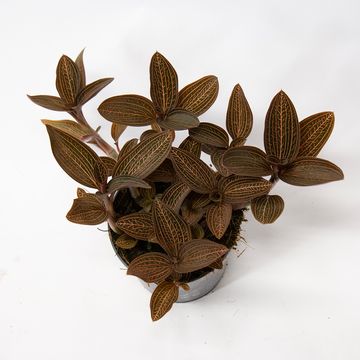 Ludisia discolor RUBY