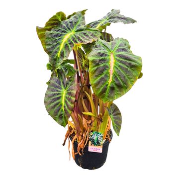 Colocasia 'Hybrid Sita'