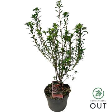 Enkianthus campanulatus