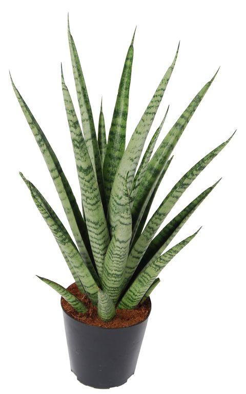 Sansevieria PINEAPPLE