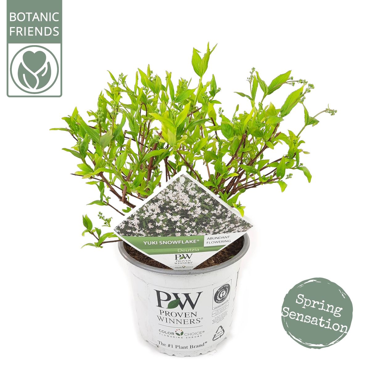 Deutzia yuki snowflake grossiste en plantes floraccess