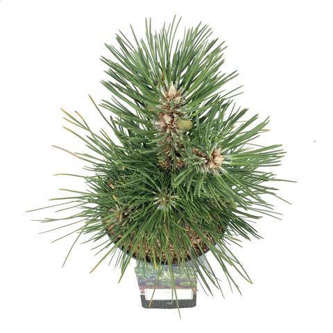 Pinus nigra 'Нана'