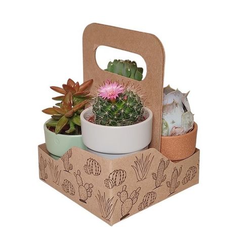 Cactus / Succulents MIX