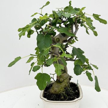 Ficus carica