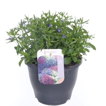 Lobelia erinus 'Techno Up Cobalt Blue'