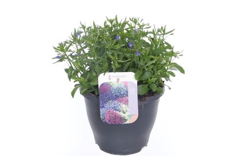 Lobelia erinus 'Techno Up Cobalt Blue'