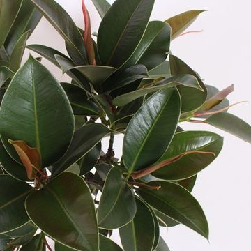 Ficus elastica 'Melany'