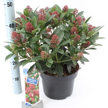 Skimmia japonica 'Rubella'