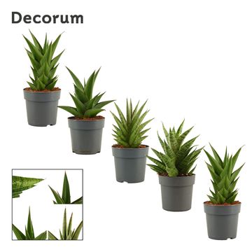 Sansevieria CROWN MIX