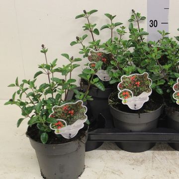 Salvia 'Royal Bumble'