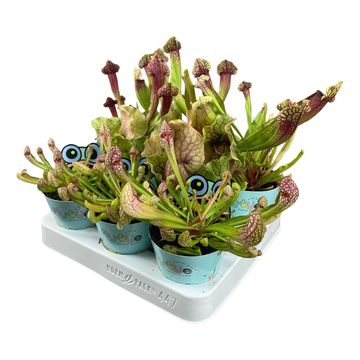 Sarracenia MIX