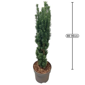 Taxus baccata 'Fastigiata Robusta'