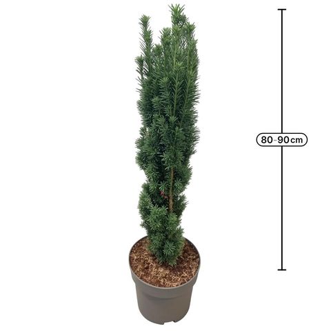 Taxus baccata 'Fastigiata Robusta'