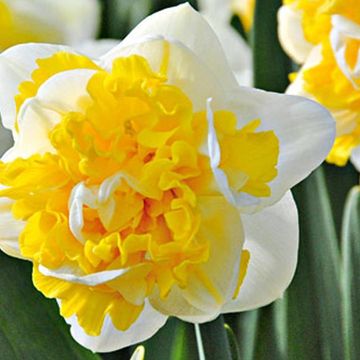 Narcissus 'Westward'