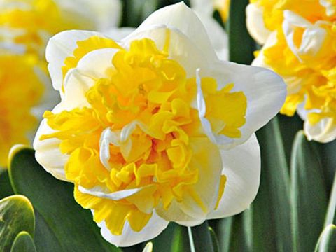 Narcissus 'Westward'