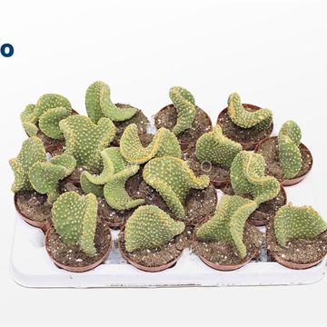 Opuntia microdasys pallida f. cristata