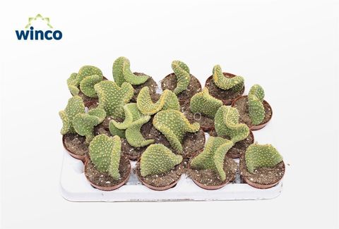 Opuntia microdasys pallida f. cristata