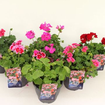 Pelargonium CALLIOPE MIX