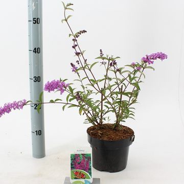 Buddleja davidii 'Border Beauty'