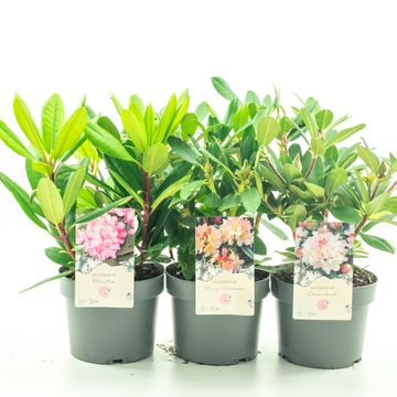 Rhododendron YAKUSHIMAMUM MIX (Y)