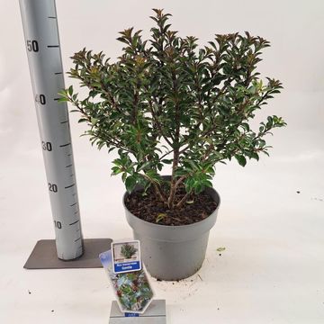 Ilex x meserveae GENTLE