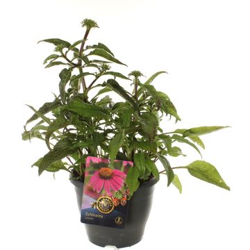 Echinacea LAKOTA ROSE