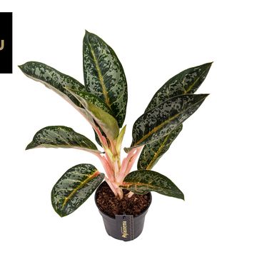 Aglaonema 'Orange Flame'