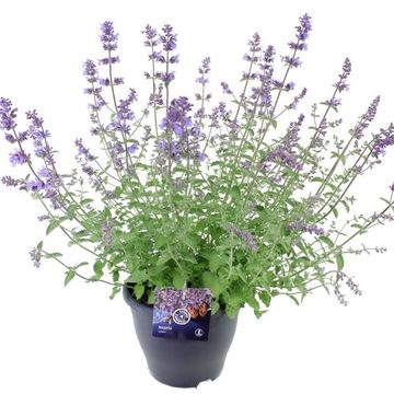 Nepeta 'Walker's Low'