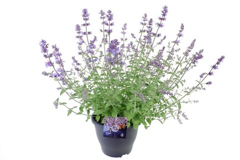 Nepeta 'Walker's Low'