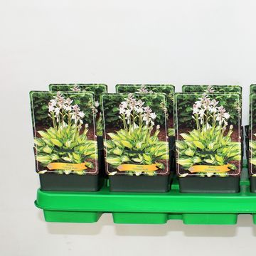 Hosta 'Colored Hulk'