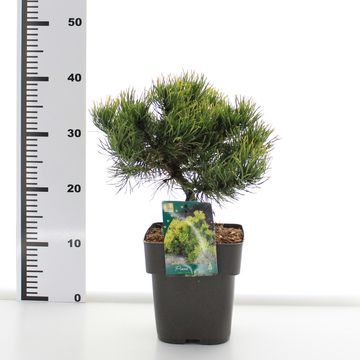 Pinus mugo 'Carsten'