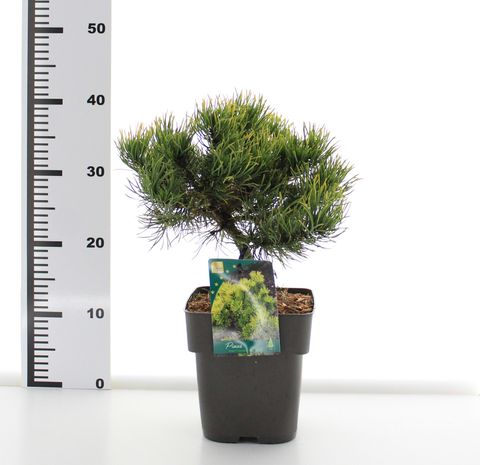 Pinus mugo 'Carsten'