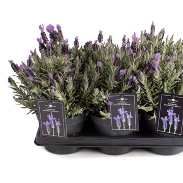 Lavandula stoechas