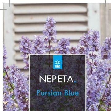 Nepeta 'Purrsian Blue'