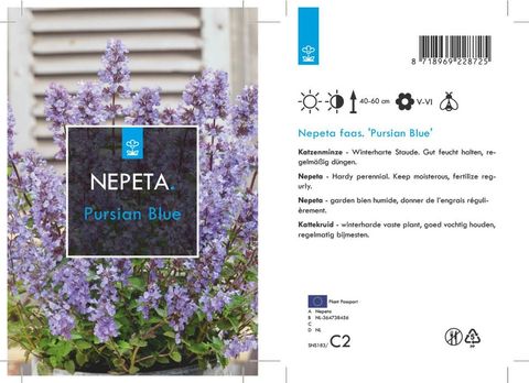 Nepeta 'Purrsian Blue'