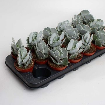 Cotyledon undulata