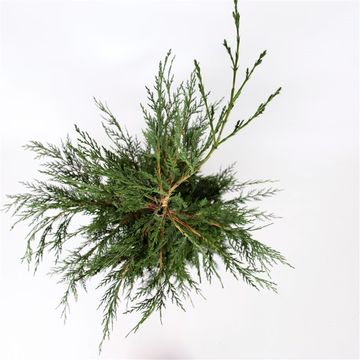 x Cupressocyparis leylandii