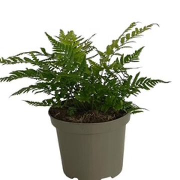 Dryopteris lepidopoda