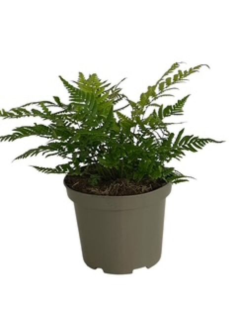 Dryopteris lepidopoda