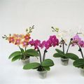 Phalaenopsis MIX