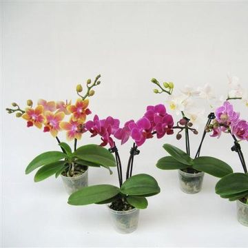 Phalaenopsis MIX