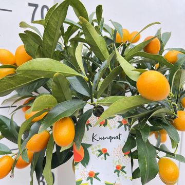 Citrus japonica 'Margarita'