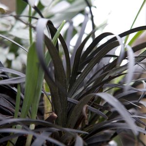 Ophiopogon planiscapus 'Black Beard' (About Plants Zundert BV)