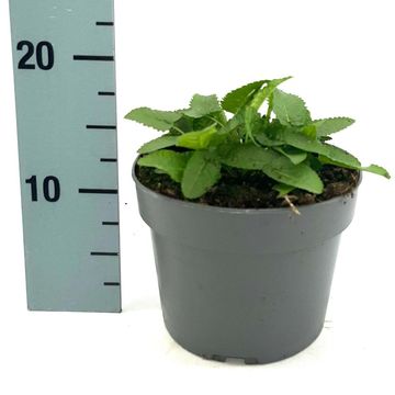 Stachys monieri 'Hummelo'