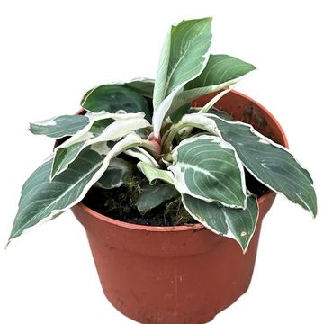 Homalomena wallisii 'Camouflage Variegata'