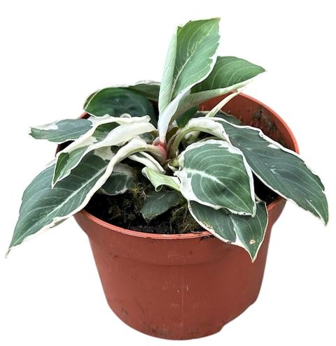 Homalomena wallisii 'Camouflage Variegata'